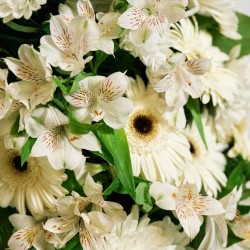 Corona de Flores MC-102. Envío urgente de coronas de flores a tanatorios en Madrid.